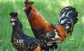 Mereka adalah ayam kecil yang bisa terbang jersey giant adalah jenis ayam terbesar di dunia! 10 Foto Ayam Termahal Di Dunia 2021 Jenis Bangkok Indonesia