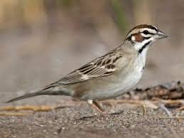 Lark Sparrow Identification All About Birds Cornell Lab Of