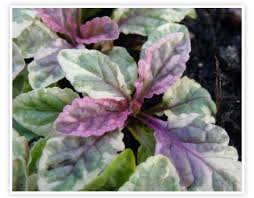 Image result for Prismatocarpus cordifolius