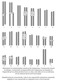 Check spelling or type a new query. DiferenÈe Intre Genomul Omului Èi Al Cimpanzeilor Teoria EvoluÈiei