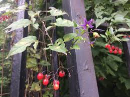 We did not find results for: Weed Of The Month Bittersweet Nightshade Brooklyn Botanic Garden