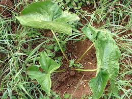 Image result for Stylochaeton puberulus