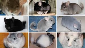 10 reasons why chinchillas make amazing pets. Chinchilla Breeding Basics Responsibility And Neutering Chincare