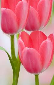 Pin By Ane Castro On Tulipanes Pretty Flowers Flowers Tulip Painting