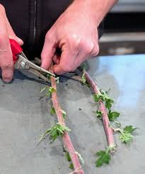 Image result for Bulbostylis macra