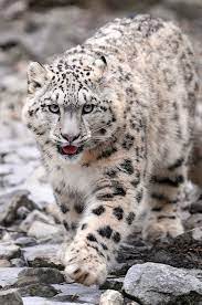 indeever in motion by tambako the jaguar snow leopard wild cats animals