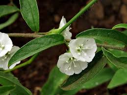 Image result for Seddera