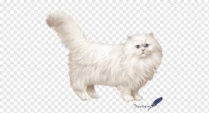 The lineage of a domestic longhair cat, on the other hand, is shrouded in mystery. Persian Cat Asian Semi Longhair Munchkin Cat American Curl Cymric Kitten Mammal Cat Like Mammal Animals Png Pngwing