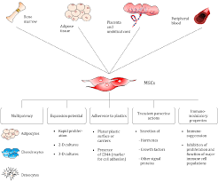 Figure 1 From Mass Production Of Mesenchymal Stem Cells