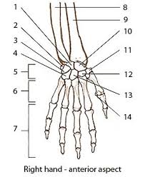 In this skeleton anatomy coloring sheet you ll learn to tell apart your sacrum from sternum in no time get started with the free down below skeleton. Pin On Anatomy Physiology