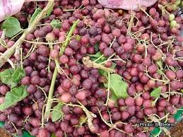 Image result for Lannea schimperi