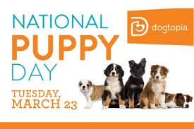 10 pics of cody alan's pup teddy to celebrate 'national puppy day'. National Puppy Day Complimentary Treats Warwick