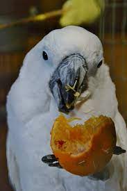 In fact, a parrot who eats a healthy, balanced diet is also more active and tends to have a better plumage than a parrot. Fresh Food For Cockatoos