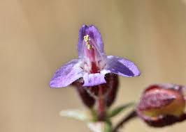 Image result for Vandellia