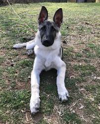 These puppies are what dreams are made of! German Shepherd Puppy Silver And Black At 4 Months Gsd Germanshepherd Silver Sable Black Puppy Love Puppies German Shepherd Puppies German Shepherd