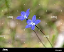 Image result for Wahlenbergia pulchella