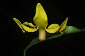 Image result for Artabotrys likimensis