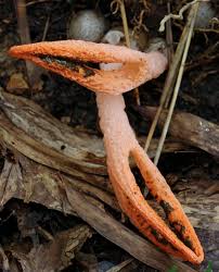 Image result for Pseudocolus schellenbergiae