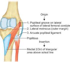 These stretches target the hamstrings, quadriceps, hip flexors, and calf muscles. Jaypeedigital Ebook Reader