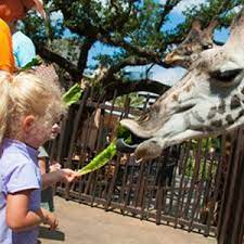 Pin By Michael Ytsma On Things That Remind Me Of Laura Houston Zoo Zoo Traveling By Yourself