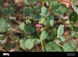 Image result for Boerhavia repens