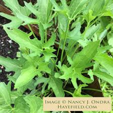 Image result for Launaea violacea