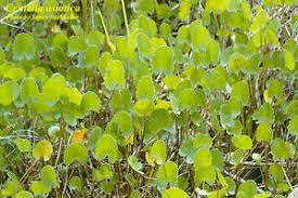 Image result for Centella glabrata