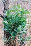 Image result for Combretum psidioides