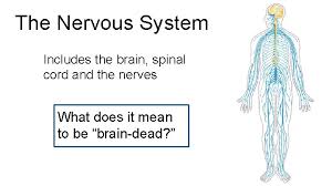 These messages could say to slow down or speed up, depending on the situation. The Nervous System Includes The Brain Spinal Cord