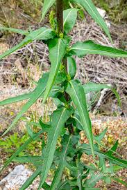 Image result for Lactuca ugandensis
