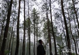 Dari tempat parkir menuju bukit pentulu indah jauh gk kira berapa menit. Percaya Nggak Kebumen Punya Tempat Secantik Ini Foto 4