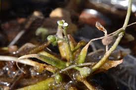 Image result for Subularia