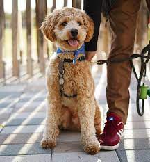The goldendoodle teddy bear cut: Goldendoodle Haircut Goldendoodle Haircuts Goldendoodle Mini Goldendoodle