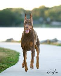 Find the perfect doberman pinscher puppy for sale in florida, fl at puppyfind.com. Southernwind Dobermans Home Facebook