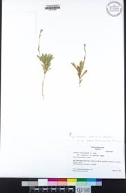 Image result for Brachythrix glomerata