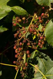 Image result for Searsia longipes