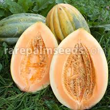 Image result for Cucumis melo