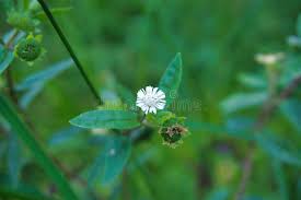 Image result for Adenostemma viscosum