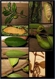 Image result for Xylopia acutiflora