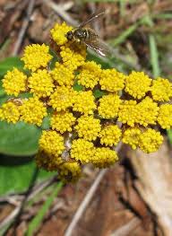 Image result for Syncolostemon elliottii