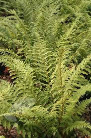 Uk grown plants including herbaceous perennials, shrubs, ferns. Polystichum Setiferum Soft Shield Fern Shade Tolerant Plants Woodland Plants Evergreen Ferns