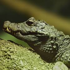 This gorgeous south american reptile is the world's smallest crocodilian, with males reaching approximately 5', and females just 3' to 4'. West African Dwarf Crocodile Crocodiles Of The World