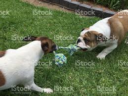 Two Dogs Playing Tug Of War In Garden British Bulldog And Australian Dogs British Bulldog Bulldog