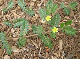Image result for Tribulus terrestris