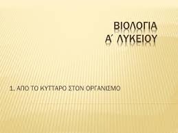 Να επιλέξετε ένα όργανο του ανθρώπινου οργανισμού που αποτελείται και από τους 4 τύπους ιστού και να εξηγήσετε τη λειτουργία. Ppt Biologia A Lykeioy Powerpoint Presentation Free Download Id 5217553