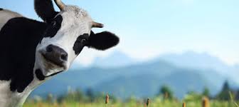 It's like the trivia that plays before the movie starts at the theater, but waaaaaaay longer. 10 Interesting Facts About Beef And Cattle Meat Online