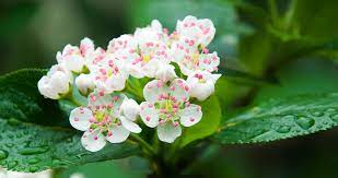 Surely it is different with small flowers on pot, because flowering all those flowers for flowering bushes are very important to be treated correctly. Plant These 5 Native Shrubs For Early Spring Blooms Greenstreet Gardens