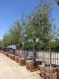 Image result for Ulmus parvifolia