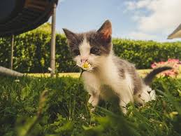 With homeowners regularly faced with unwanted feline visits, outdoor specialists garden buildings direct have revealed nine methods that uk households can employ to stop local cats pooping in your garden and from entering in the first place. How To Stop Cats Pooping In Your Garden 12 Ways Tuxedo Cat