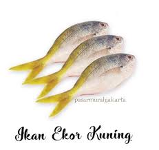 Ikan ekor kuning menurut saya, dagingnya paling lezat dari semua jenis ikan lainnya. Gambar Ikan Ekor Kuning Nasi